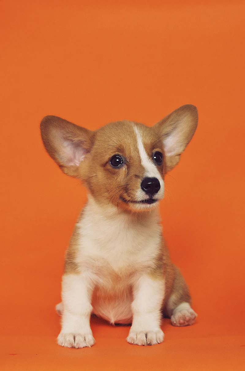 Comprehensive Vet Health Checkup