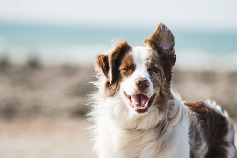 Pet Daycare & Boarding