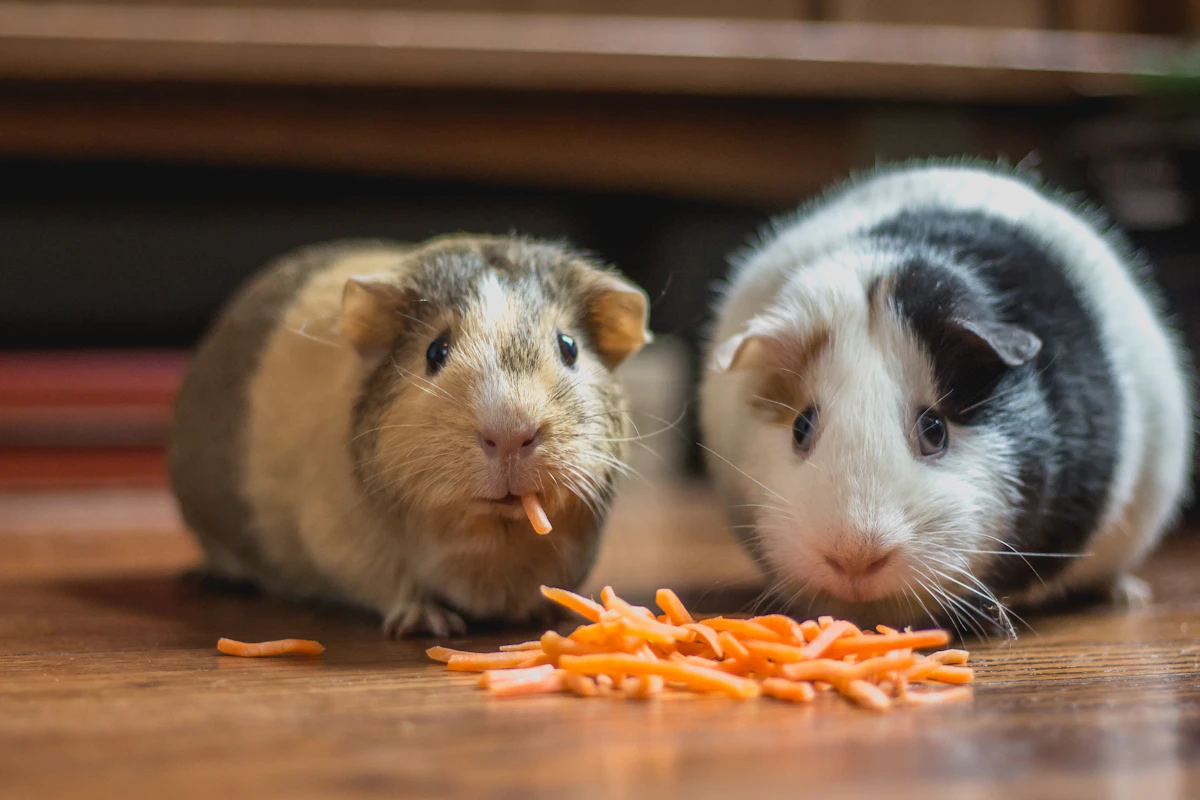 About Paws & Whiskers Clinic